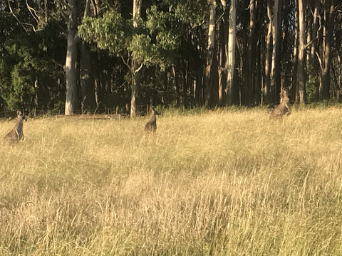 When the Land is Healthy - The Living Weave: Why Biodiversity Matters
