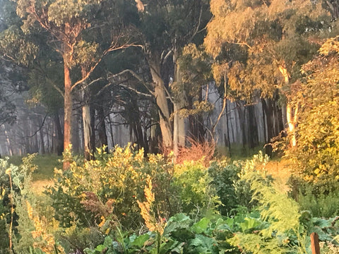 When the Land is Healthy - Life at the Forest Edge