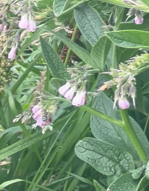 When the Land is Healthy – Pollinators in Motion