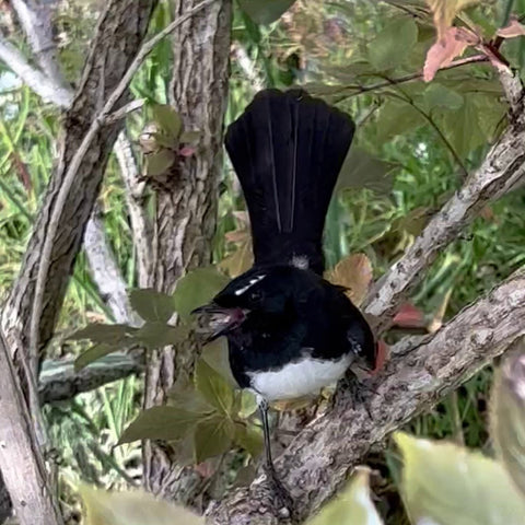 Lore of the Elderflower - Hedgerow Hospitality: Birds Carry the Story On